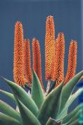 Aloe Vera Natural Life